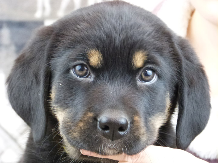 chinook puppy